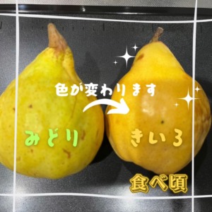 梨通販　新潟県特産幻の洋梨ル・レクチェ　食べごろの目安　黄色くなったころが食べごろです