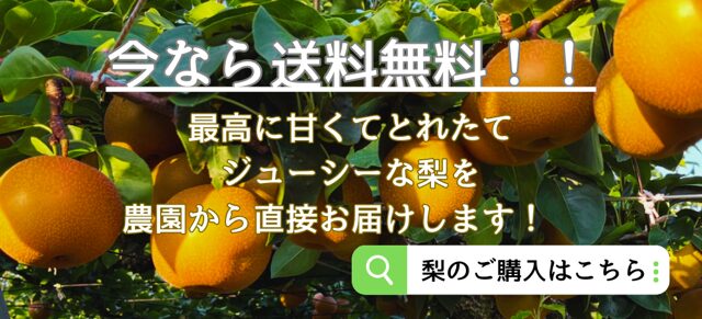 梨通販　しなのがわジューシーファーム　今なら梨のお届け、送料無料です！