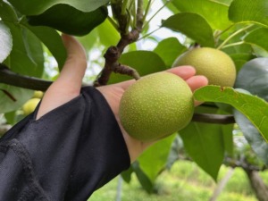 梨通販　しなのがわジューシーファーム　幸水梨
　