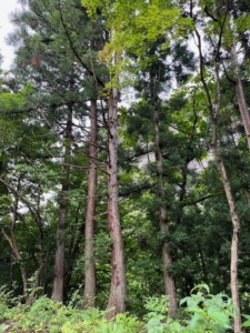 梨通販しなのがわジューシーファーム　三条市下田