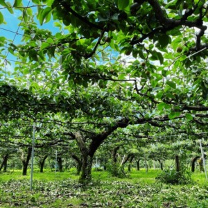 梨通販　しなのがわジューシーファーム　農園の風景
緑いっぱい