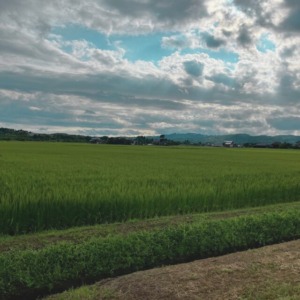 梨通販しなのがわジューシーファーム　三条市下田　田園